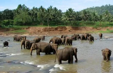 Elephant Reservior