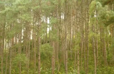 Pine Forest