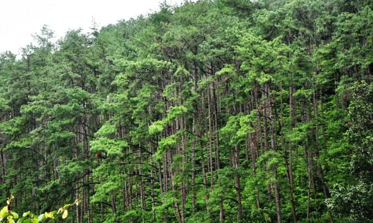 Pine forest Daringbadi