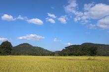 Paddy field 0